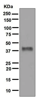 Western blot - Anti-Inhibin beta A antibody [EPR2785(2)] - BSA and Azide free (AB248247)