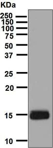 Western blot - Anti-Inhibin beta B antibody [EPR2788(2)] (AB128944)