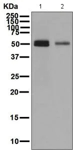 Western blot - Anti-Inhibin beta B antibody [EPR2788(2)] (AB128944)