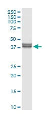 Western blot - Anti-Inhibin beta E chain antibody (AB103167)