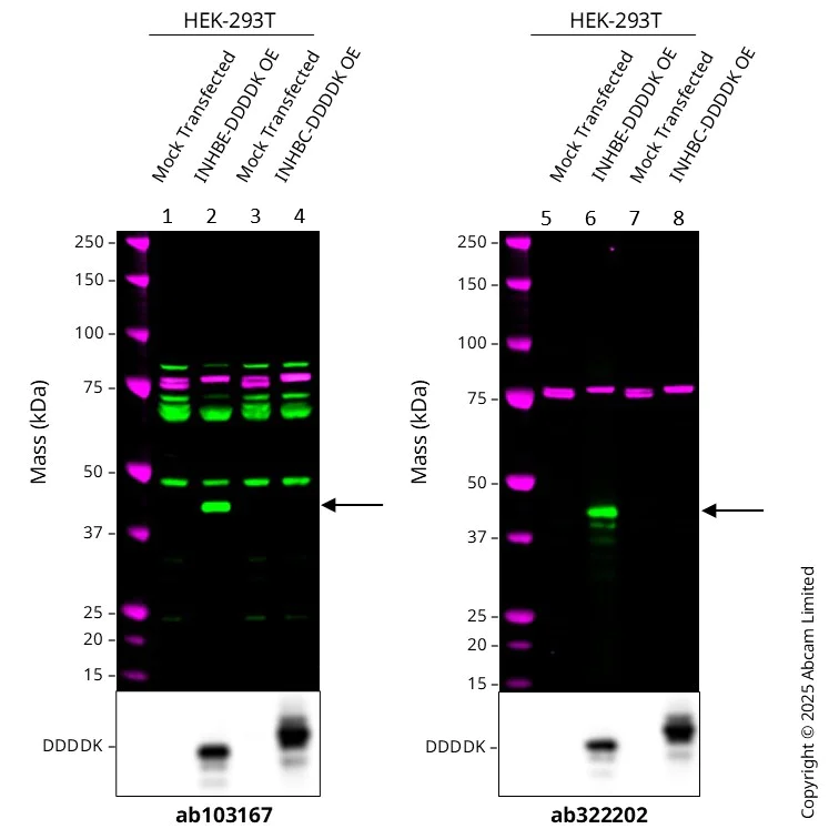 Western blot - Anti-Inhibin beta E chain antibody (AB103167)