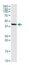Western blot - Anti-Inhibin beta E chain antibody (AB103167)