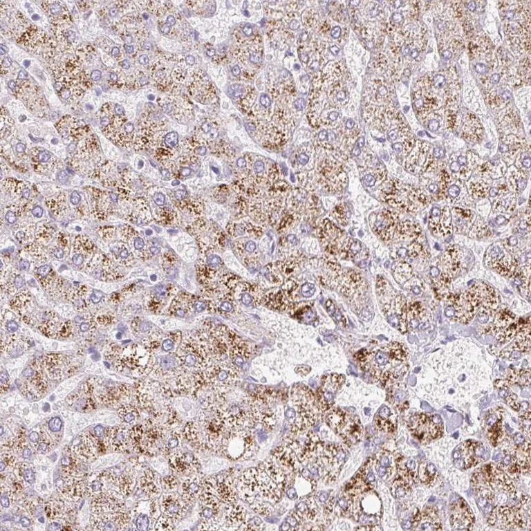 Immunohistochemistry (Formalin/PFA-fixed paraffin-embedded sections) - Anti-Inhibin beta E chain antibody (AB254687)