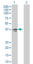 Western blot - Anti-Inhibin beta E chain antibody (AB67268)