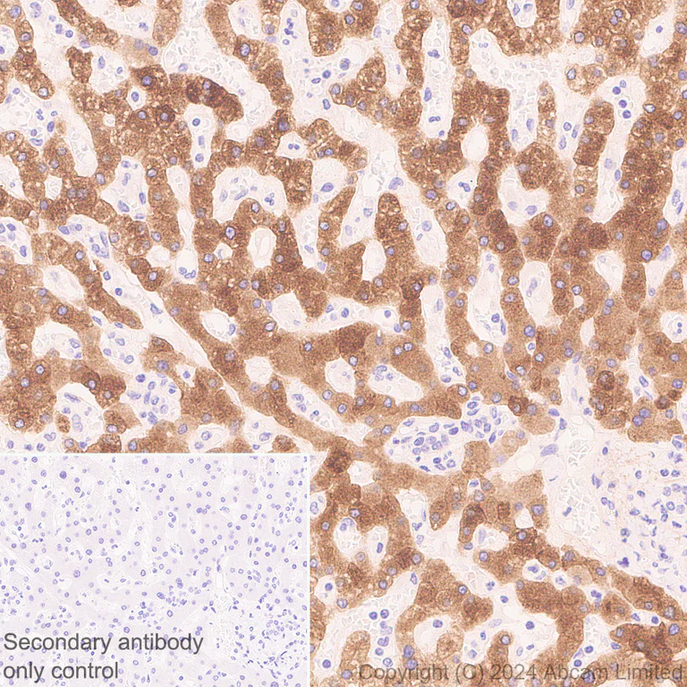 Immunohistochemistry (Formalin/PFA-fixed paraffin-embedded sections) - Anti-Inhibin beta E chain antibody [EPR29191-125] (AB322202)