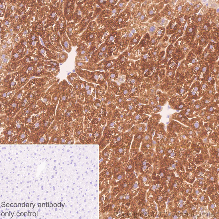 Immunohistochemistry (Formalin/PFA-fixed paraffin-embedded sections) - Anti-Inhibin beta E chain antibody [EPR29191-125] (AB322202)