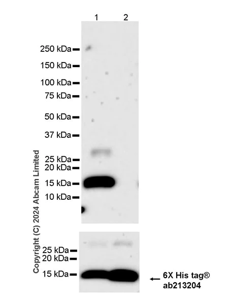 Western blot - Anti-Inhibin beta E chain antibody [EPR29191-125] - BSA and Azide free (AB324782)
