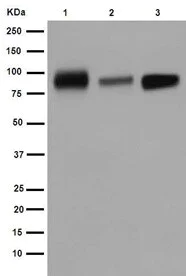 Western blot - Inhibitory Immune Checkpoint panel 2 - Human WB (AB278173)