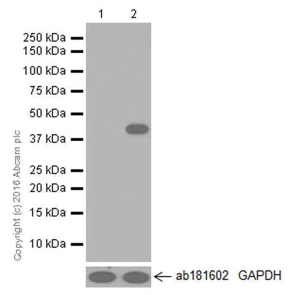 Western blot - Inhibitory Immune Checkpoint panel 2 - Human WB (AB278173)