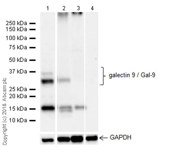 Western blot - Inhibitory Immune Checkpoint panel 2 - Human WB (AB278173)