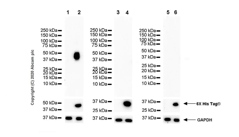 Western blot - Inhibitory Immune Checkpoint panel 2 - Human WB (AB278173)