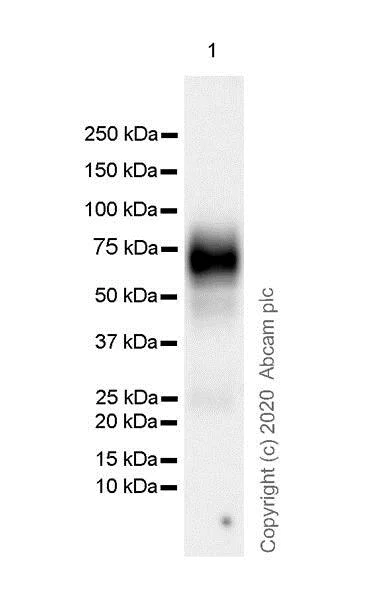 Western blot - Inhibitory Immune Checkpoint panel 2 - Human WB (AB278173)