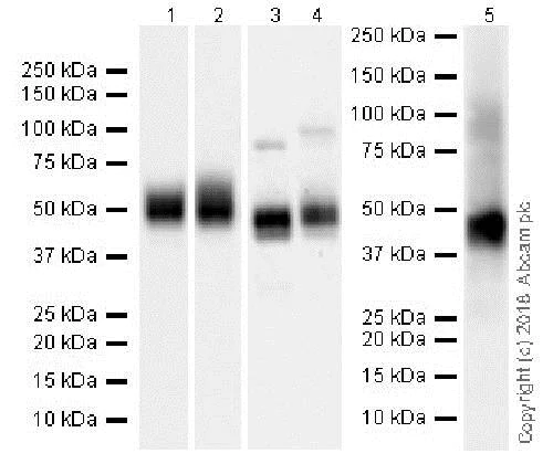 Western blot - Inhibitory Immune Checkpoint panel 2 - Human WB (AB278173)