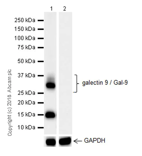 Western blot - Inhibitory Immune Checkpoint panel 2 - Human WB (AB278173)