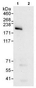 Immunoprecipitation - Anti-INO80 antibody (AB118787), expandable thumbnail