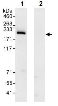 Immunoprecipitation - Anti-INO80 antibody (AB245619)