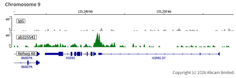 ChIC/CUT&RUN sequencing - Anti-INO80 antibody [EPR30384-761] (AB325542)