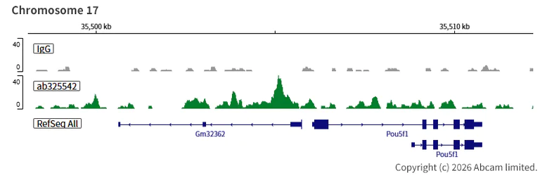 ChIC/CUT&RUN sequencing - Anti-INO80 antibody [EPR30384-761] (AB325542)