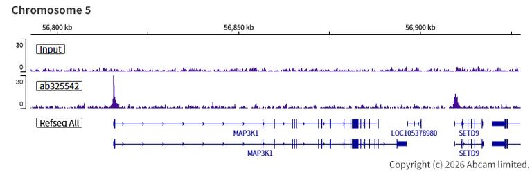 ChIP-sequencing - Anti-INO80 antibody [EPR30384-761] (AB325542)