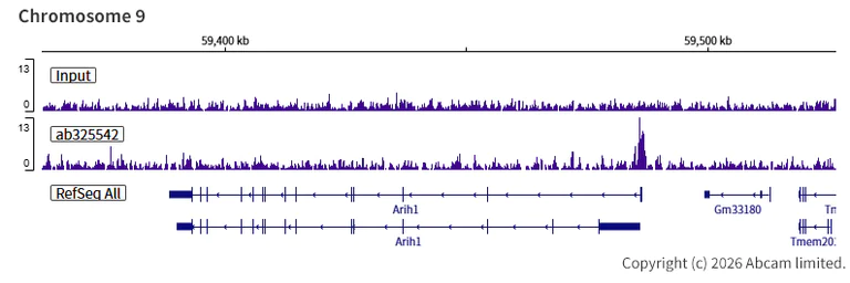ChIP-sequencing - Anti-INO80 antibody [EPR30384-761] - BSA and Azide free (AB325543)