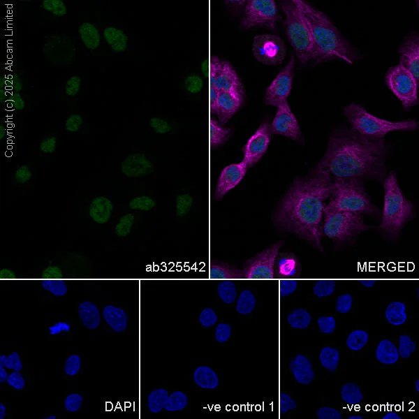 Immunocytochemistry/ Immunofluorescence - Anti-INO80 antibody [EPR30384-761] - BSA and Azide free (AB325543)