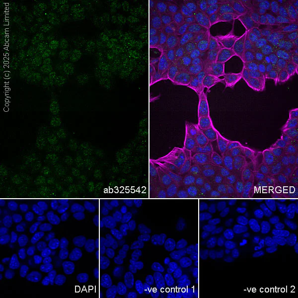 Immunocytochemistry/ Immunofluorescence - Anti-INO80 antibody [EPR30384-761] - BSA and Azide free (AB325543)