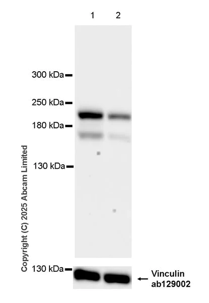 Western blot - Anti-INO80 antibody [EPR30384-761] - BSA and Azide free (AB325543)