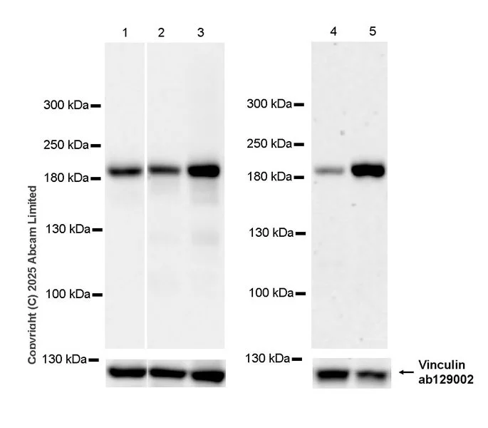 Western blot - Anti-INO80 antibody [EPR30384-761] - BSA and Azide free (AB325543)