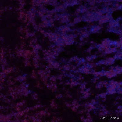 Immunocytochemistry/ Immunofluorescence - Anti-INO80C antibody (AB151046)