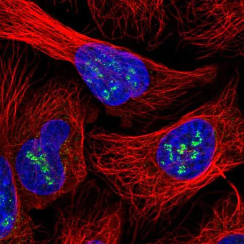 Immunocytochemistry/ Immunofluorescence - Anti-INO80C antibody (AB151046)