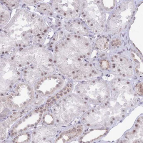 Immunohistochemistry (Formalin/PFA-fixed paraffin-embedded sections) - Anti-INO80C antibody (AB151046)