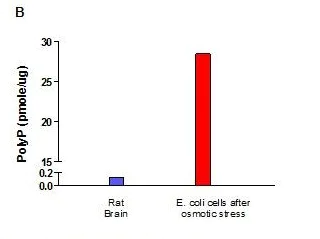 Enzyme activity assay - Inorganic Polyphosphate Assay Kit (Fluorometric) (AB284528)