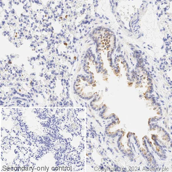Immunohistochemistry (Formalin/PFA-fixed paraffin-embedded sections) - Anti-iNOS antibody (AB15323)