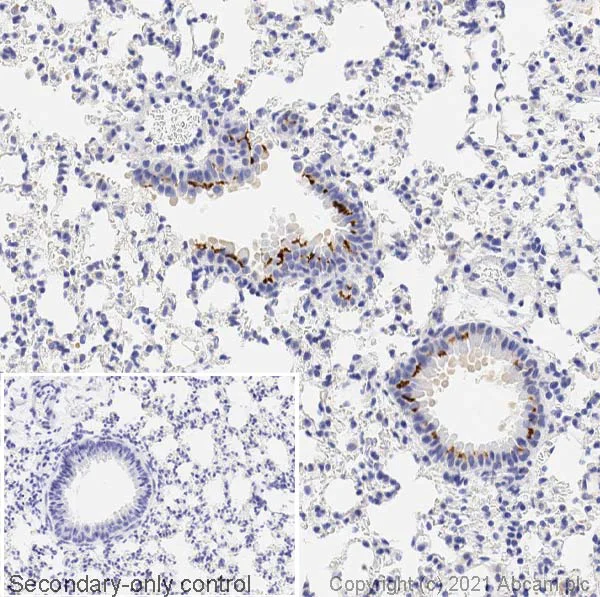 Immunohistochemistry (Formalin/PFA-fixed paraffin-embedded sections) - Anti-iNOS antibody (AB15323)