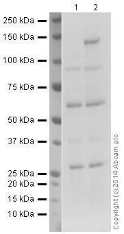 Western blot - Anti-iNOS antibody (AB15323)