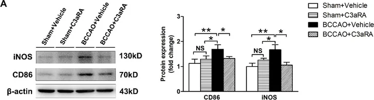 Western blot - Anti-iNOS antibody (AB15323)
