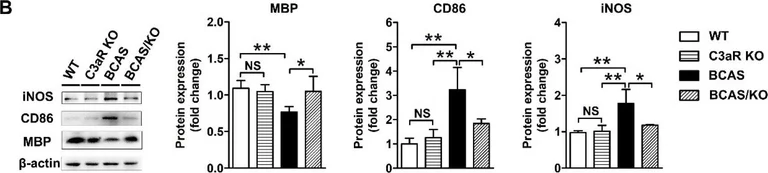 Western blot - Anti-iNOS antibody (AB15323)