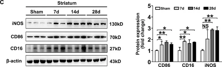 Western blot - Anti-iNOS antibody (AB15323)