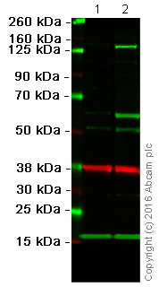 Western blot - Anti-iNOS antibody (AB15323)