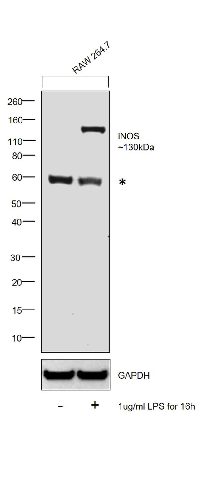 Western blot - Anti-iNOS antibody (AB3523)