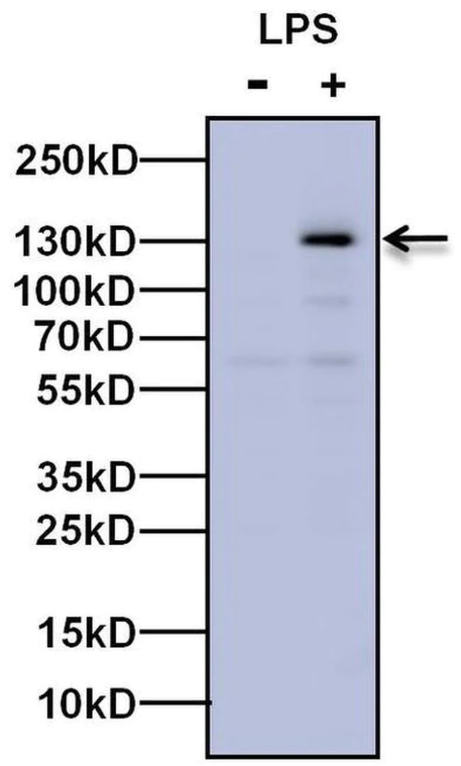 Western blot - Anti-iNOS antibody (AB3523)