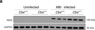 Western blot - Anti-iNOS antibody (AB3523)