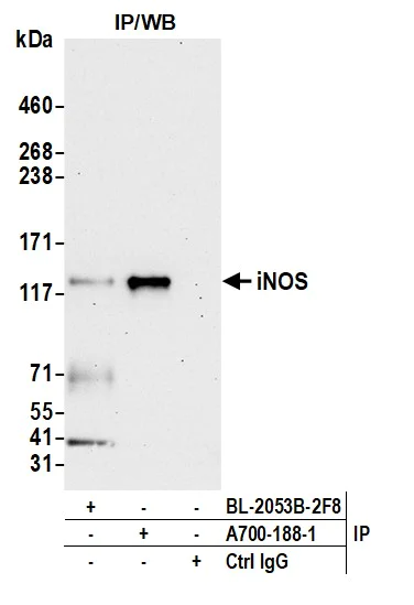 Immunoprecipitation - Anti-iNOS antibody [BLR188J] - BSA free (AB314088)