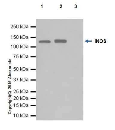Immunoprecipitation - Anti-iNOS antibody [EPR16630] (AB205529)