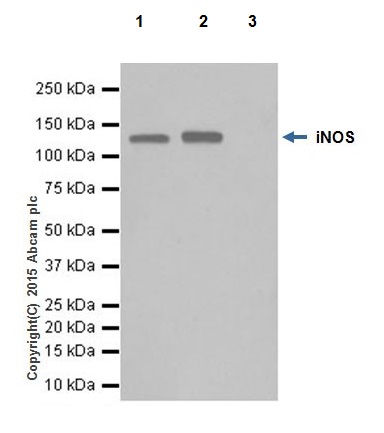 Immunoprecipitation - Anti-iNOS antibody [EPR16630] - BSA and Azide free (AB251432), expandable thumbnail