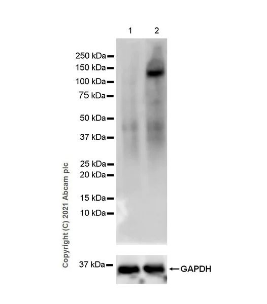 Western blot - Anti-iNOS antibody [EPR16630] - BSA and Azide free (AB251432)