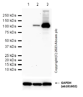 Western blot - Anti-iNOS antibody [EPR16630] - BSA and Azide free (AB251432)