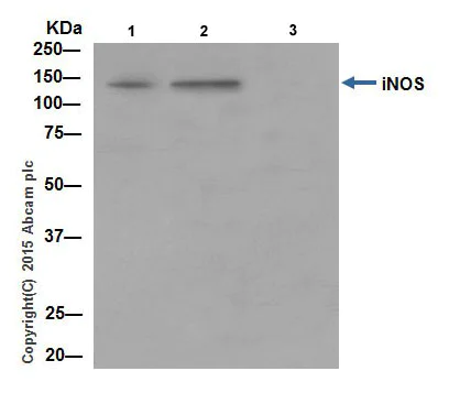 Immunoprecipitation - Anti-iNOS antibody [EPR16635] (AB178945)