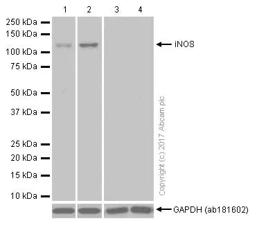 Western blot - Anti-iNOS antibody [EPR16635] (AB178945)