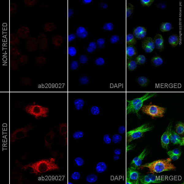 Immunocytochemistry/ Immunofluorescence - Anti-iNOS antibody [EPR16635] - BSA and Azide free (AB213987)